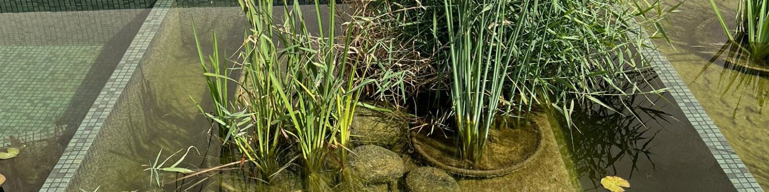 Mantenimiento de piscinas